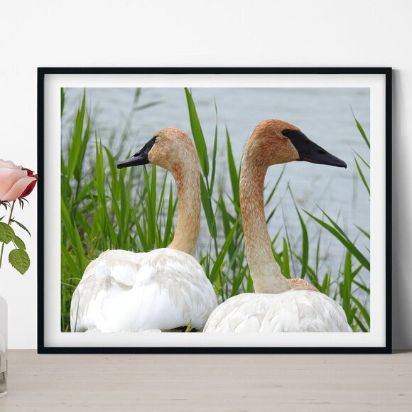 Trumpeter Swans Oil Painting Photography Art Print - Picture 4 of 4